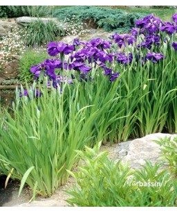 Iris kaempferi variegata