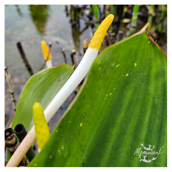 Orontium aquaticum – Plante de bassin décorative