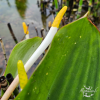 Orontium aquaticum – Plante de bassin décorative