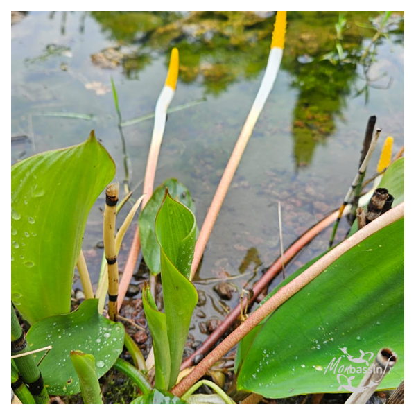 oronthium - plante bassin