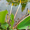 oronthium - plante bassin