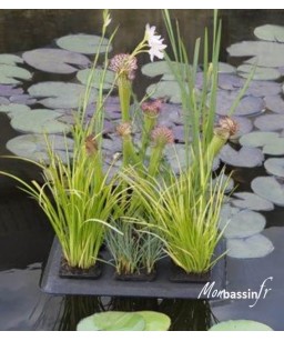 Plantes flottantes de bassin