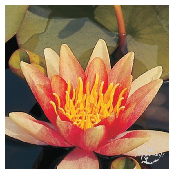 Nénuphar Sioux | Fleurs Changeantes Jaune Rouge | MonBassin.fr