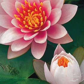 Nénuphar Fabiola | Rose Vif Très Florifère | MonBassin.fr