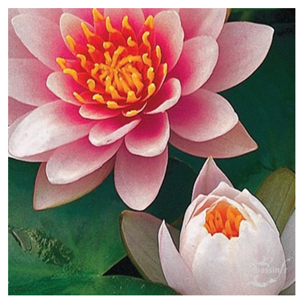 Nénuphar Fabiola | Rose Vif Très Florifère | MonBassin.fr