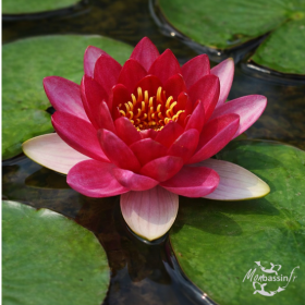 Nymphaea 'Perry's Baby Red'