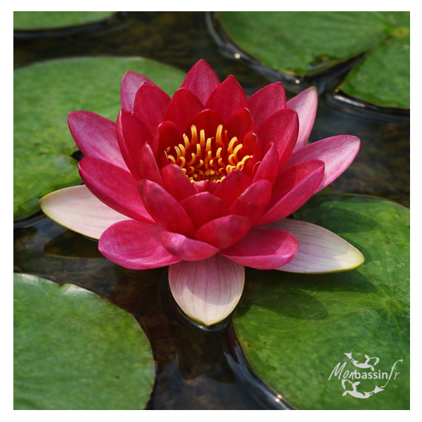 Nymphaea 'Perry's Baby Red'