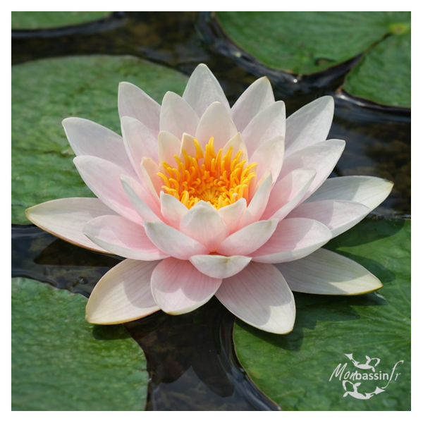 Nymphaea Marliacea Carnea