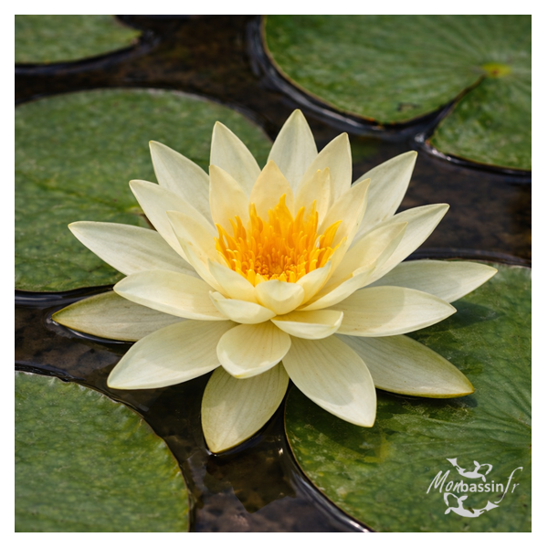 Nymphaea Odorata Sulfurea