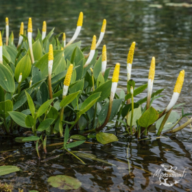 orontium plante bougie bassin