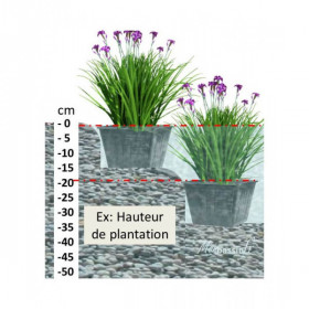 Hippuris vulgaris – Pesse d'eau oxygénante pour bassin | MonBassin.fr