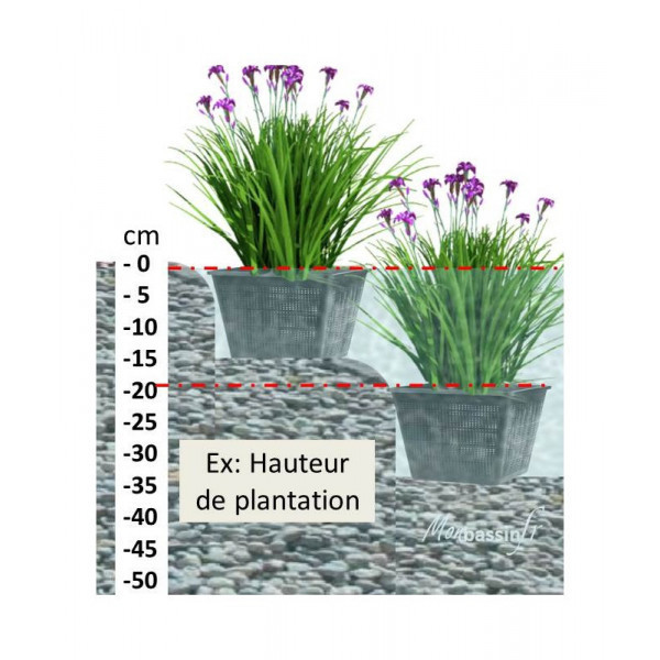 Hippuris vulgaris – Pesse d'eau oxygénante pour bassin | MonBassin.fr