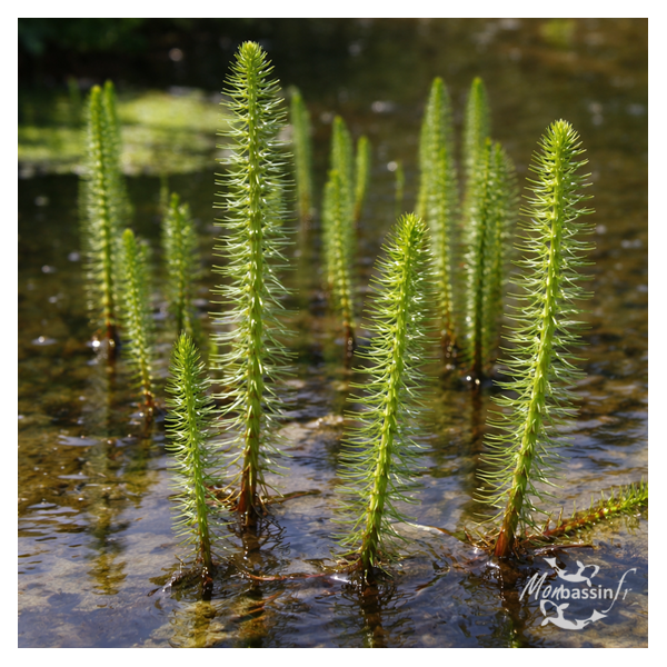 hippuris vulgaris la meilleur des plantes filtrante et oxygénante