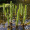hippuris vulgaris la meilleur des plantes filtrante et oxygénante