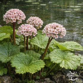 Darmera peltata — Plante Parapluie