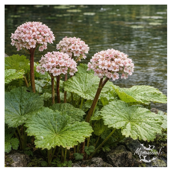 Darmera peltata — Plante Parapluie