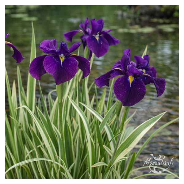 Iris ensata Variegata – Iris du Japon panaché pour berge de bassin