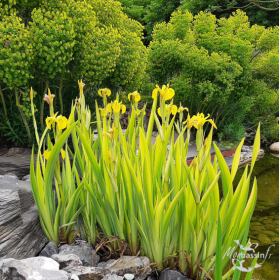 Iris pseudacorus Variegata – Iris des marais panaché pour bassin