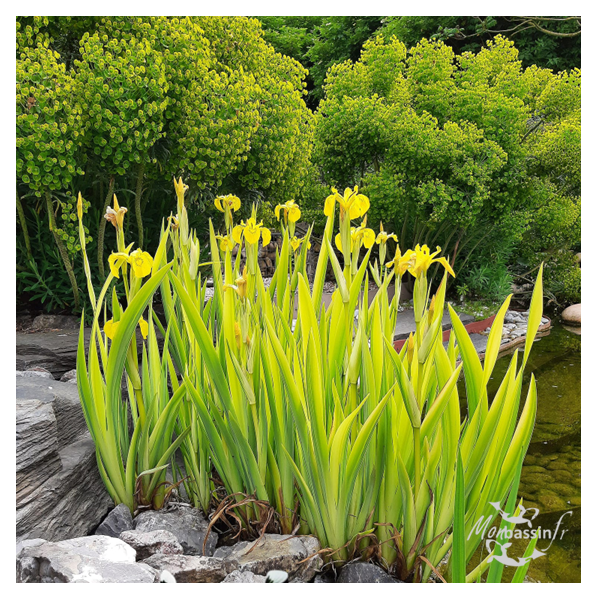 Iris pseudacorus Variegata – Iris des marais panaché pour bassin