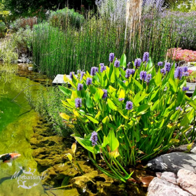Pontederia cordata – Pontédérie cordée, floraison bleue pour bassin.