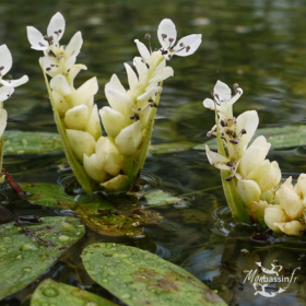 Aponogeton distachyos – Vanille d'eau| MonBassin.fr