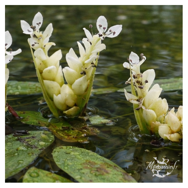 Aponogeton distachyos – Vanille d'eau| MonBassin.fr