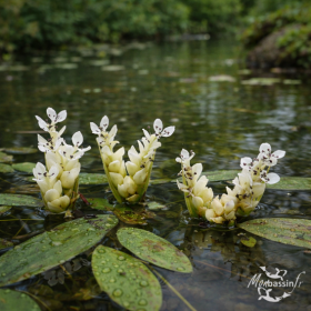 plante vanille bassin