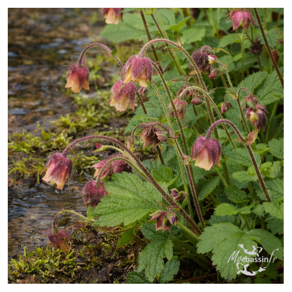 Geum rivale – Benoîte des ruisseaux : plante de berge pour bassin naturel