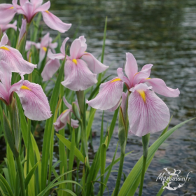 Iris laevigata 'Rose Queen' – Iris d'eau rose pour bassin et berge