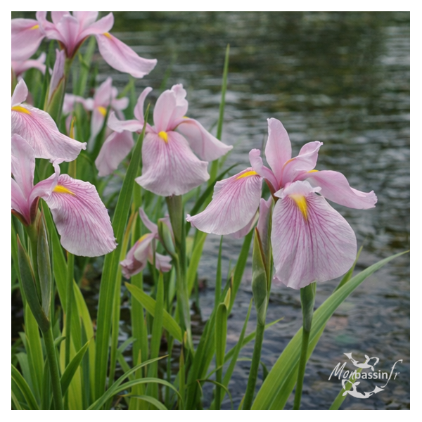 Iris laevigata 'Rose Queen' – Iris d'eau rose pour bassin et berge