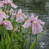 Iris laevigata 'Rose Queen' – Iris d'eau rose pour bassin et berge
