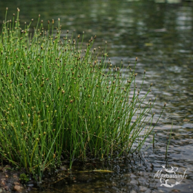 Equisetum scirpoides – Prêle naine pour bassin et berge, persistante et rustique
