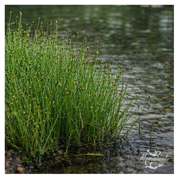 Equisetum scirpoides – Prêle naine pour bassin et berge, persistante et rustique