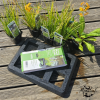 velda floating plant oasis