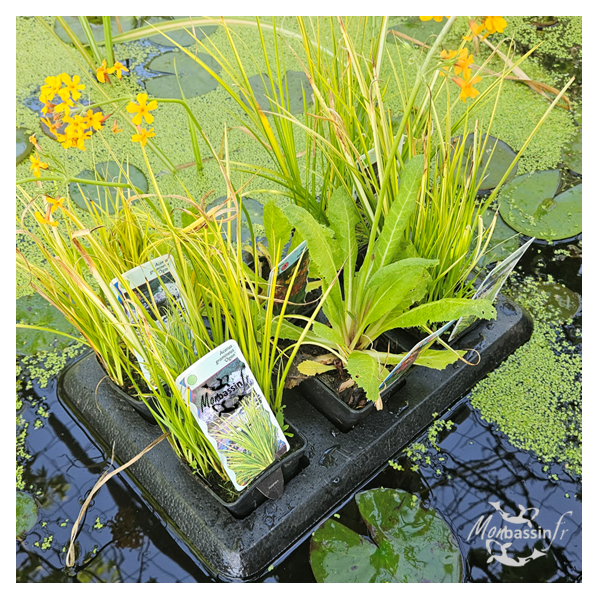 ile flottante plantes aquatiques