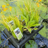 ile flottante plantes aquatiques
