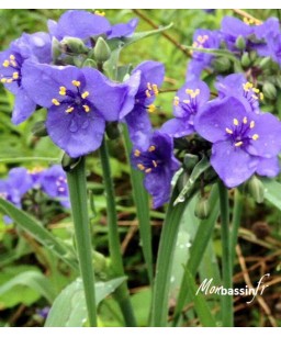 tradescanthia- plante aquatique violette