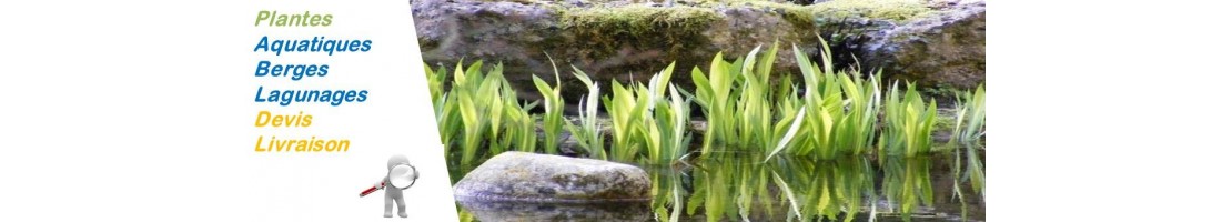 Aquatic plants - special lagooning