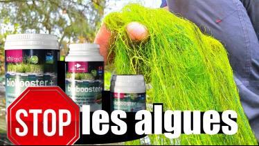 Stop les algues dans le bassin