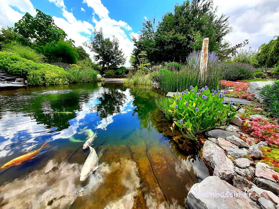 Écosystème et biodiversité d'un bassin de jardin