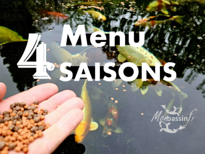 Alimentation Carpes Koïs Selon Température : Le Guide Expert